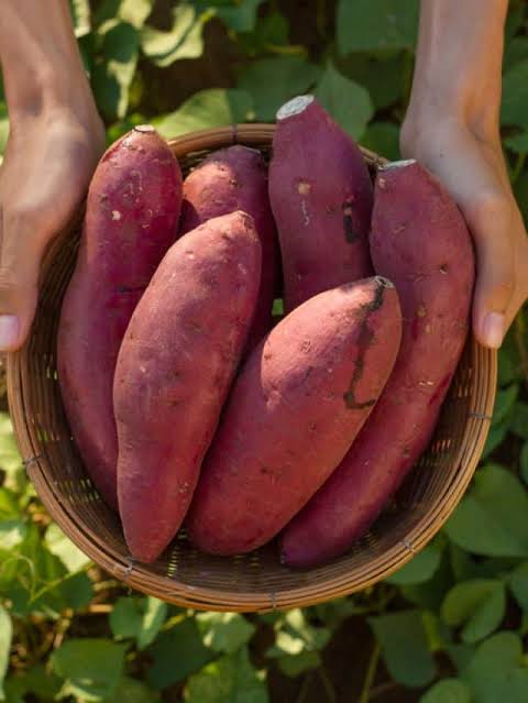 Why you should include sweet potato into your daily diet? - Tata 1mg  Capsules