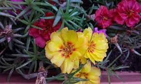 ipek cicegi kedi tirnagi bakimi portulaca grandiflora cicek bakimi cicek cesitleri cicek turleri cicek isimleri bi tki ic bahce saksi
