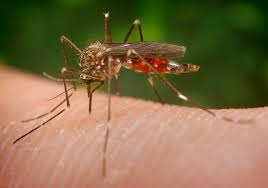 Mosquitoes infected with the west nile virus can give it to people or animals. West Nile Virus Vermont Department Of Health