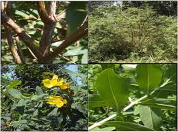 Image result for Hypericum roeperianum