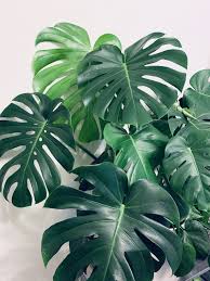 Monstera Delcicousa Modern Design In 2020 Plant Aesthetic Plants Monstera