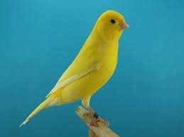 Color Canaries Domestic Canary Birds Canarios Canarios Rojos Canario Ave