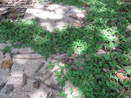 Let these landscape plants do the dirty work of choking out weeds while you as such, i'm a big fan of ground covers that choke out weeds. Plant Identification Closed Thick Vine Like Ground Cover Weed 1 By Rescuedogs