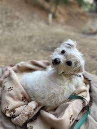 Aaa Kai Jack Russell Maltese Mix Koa Campground Facebook