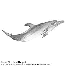 In 2004, the cetacean society international claimed that the sea shepherd's release of captured dolphins played into the hands of the authorities and prevented other groups from documenting. Dolphin Pencil Drawing How To Sketch Dolphin Using Pencils Drawingtutorials101 Com