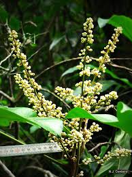 Image result for Deinbollia