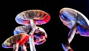 Image result for Psilocybin