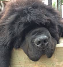 Apart from normal play in a fenced yard, make sure that your newfypoo puppy gets the chance to swim and work its muscles. 15 Newfoundland Mixes Breeds Enormous Newfies To Nuzzle You