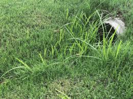 The yellow nutsedge (cyperus esculentus) took over the tall fescue turf during the night. June 2019 News From Fairway Green Fairway Green