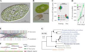 Plant cell and animal cell differences (plant cell vs animal cell). Genetic Basis For The Establishment Of Endosymbiosis In Paramecium The Isme Journal