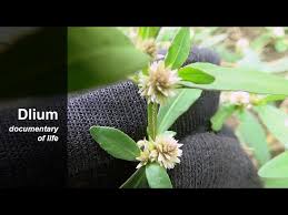 Image result for Alternanthera sessilis