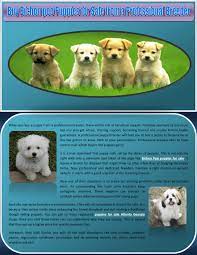 Sit, down, on, off, right here, kennel, let's go, and this way to build a foundation for becoming a trained puppy. Buy Bichon Poo Puppies For Sale From A Professional Breeder By 19breeders Issuu
