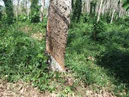वह मुझे बाइबल के बारे में बताने का. Rubber Hevea Brasiliensis Feedipedia