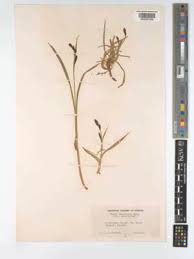 Image result for Carex leptosaccus