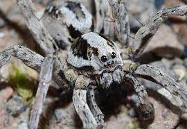 Unless you've got a time machine, that content is unavailable. Reencontrada Especie De Aranha Que Nao Era Vista Ha 27 Anos Na Inglaterra Revista Galileu Biologia