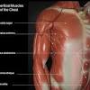 Recent studies suggest that the parasternal muscles (pa) are primarily responsible for rib cage expansion during eupneic breathing with a much the purpose of the present investigation was to assess the capacity of the ei to expand the rib cage during spontaneous breathing in the absence of. 1