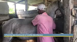 L'homme qui murmurait à l'oreille des hyènes. L Homme Qui Murmurait A L Oreille Des Chevaux