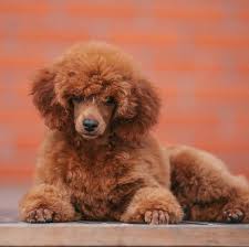 Image result for poodle