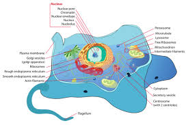 The cells of both plants and animals have many different organelles. 3d Animal Cell Project Model Science Trends