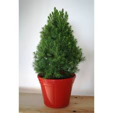 Plant Picea 200mm Glauca Christmas Star I N 3560939 Bunnings Warehouse Christmas Star Christmas Decorative Pots