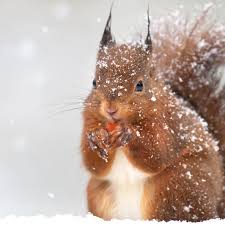 Check spelling or type a new query. Vogel Und Wildtiere Im Winter Futtern So Machen Sie Es Richtig The Weather Channel Artikel Von The Weather Channel Weather Com