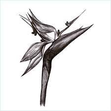 Strelitzia Bird Of Paradise Tattoo Africa Tattoos Epic Tattoo