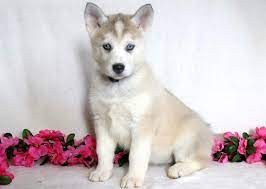 One way to determine the ancestry of your mixed breed is through a dna test. Siberian Husky Mix Puppies For Sale Puppy Adoption Keystone Puppies