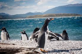 Walk Among Penguins In Ushuaia Brb Travel Blog Ushuaia Argentina Argentina Travel