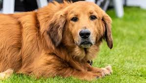All Dog Breeds Complete List Of Dog Profiles