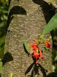 Check spelling or type a new query. Embothrium Coccineum Chilean Firebush Plant Lust