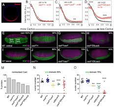 Find out how many grams of protein are in chicken breast, steak, beans, nuts, seeds, eggs, dairy, and soy products so you can get the amount you need. A Novel Function For Cactus Ikb Inhibitor To Promote Toll Signals In The Drosophila Embryo Biorxiv