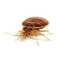 Friendly ° competent ° focused. Pest Control Service In Janesville Wi Free Inspections