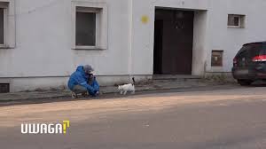 Рет қаралды 3,1 м.14 сағат бұрын. Uwaga Tvn Artykuly Kurier Lubelski