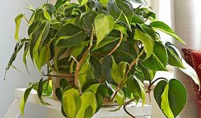 Maybe you would like to learn more about one of these? Yuk Update Harga Tanaman Philodendron Wajib Diketahui Sesuai Jenisnya Aplikasi Pertanian Media Agribisnis Gdm Agri