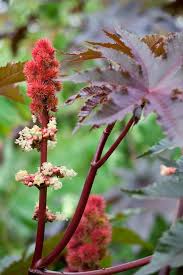 Image result for Ricinus communis