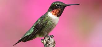 Here are some plants we recommend for attracting and feeding hummingbirds and butterflies: The 2 Types Of Hummingbirds In Georgia Id Guide Bird Watching Hq