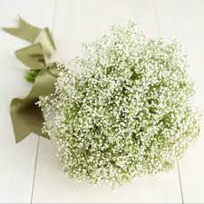Check spelling or type a new query. Her Flower Shop 4 Baby S Breath Wattpad