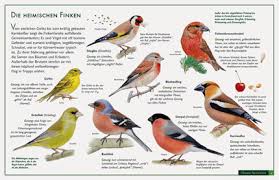 Auf den roten listen finden sich etwa der bluthänfling (carduelis cannabina) in großbritannien oder der. Finken Aus Unserer Region Vogelposter Im Kinderpostershop Kaufen Vogel Im Garten Vogel Erkennen Tiere
