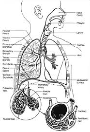 Diagram Of The Respiratory System Respiratory System Respiratory System Anatomy Physiology