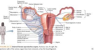 Vagina (part of the birth canal), where sperm are deposited and from which a baby can emerge. Indus Parallax Indusparallax Profile Pinterest