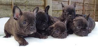 French bulldog puppies and dogs. From Puppy To Fully Grown