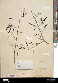 Image result for Aeschynomene sensitiva