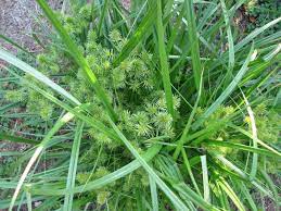 Reproduces from small pea sized tubers. Yellow Nutsedge