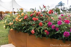 Claire austin roses were first bred in 2007 in the united kingdom by david austin. Rhs Hampton David Austin Rainbow Of Roses Donated To Nhs Hospital