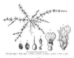 Image result for Blepharis integrifolia