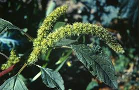 Image result for Amaranthus dubius