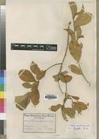 Image result for Suregada zanzibariensis