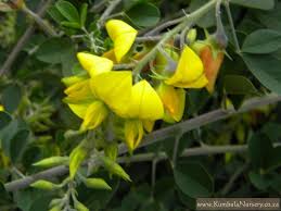 Image result for Rotala capensis