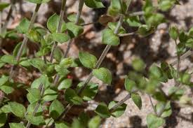 Image result for Cliffortia serpyllifolia