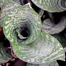 Image result for Turraea robusta